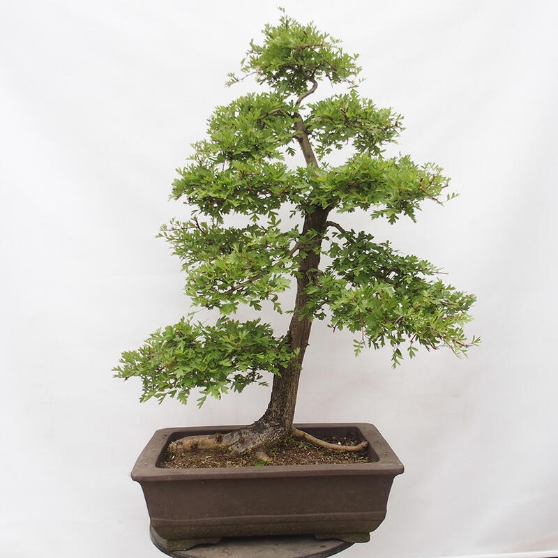 Bonsai zewnętrzne - Głóg - Crataegus monogyna