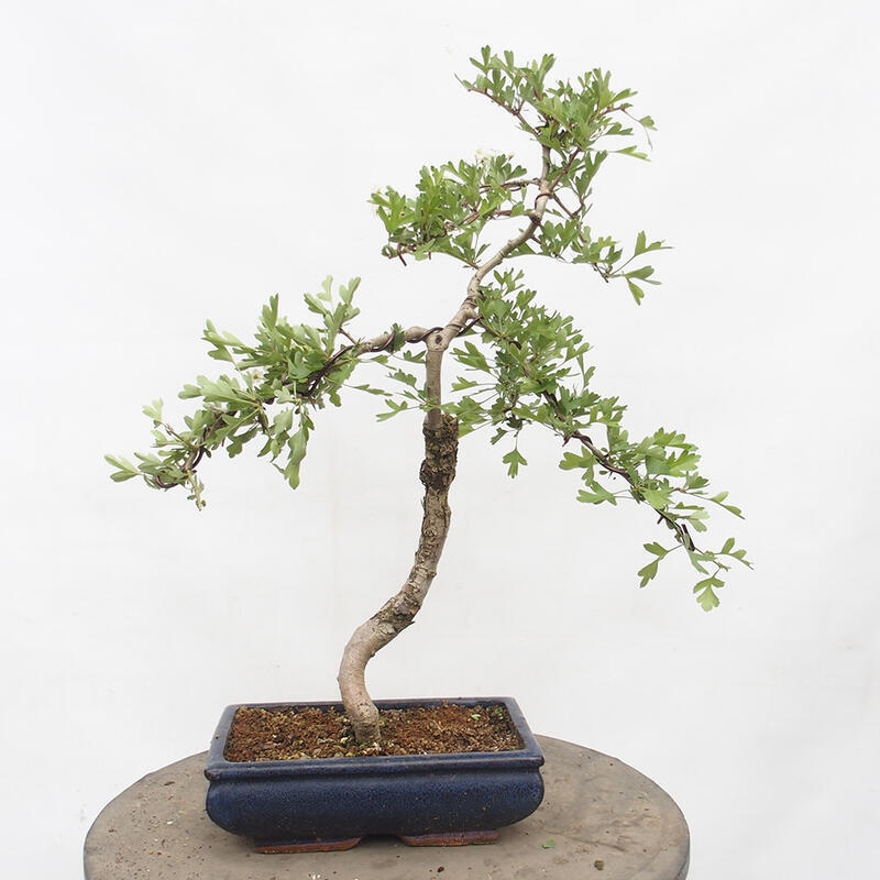 Bonsai zewnętrzne - Głóg - Crataegus monogyna