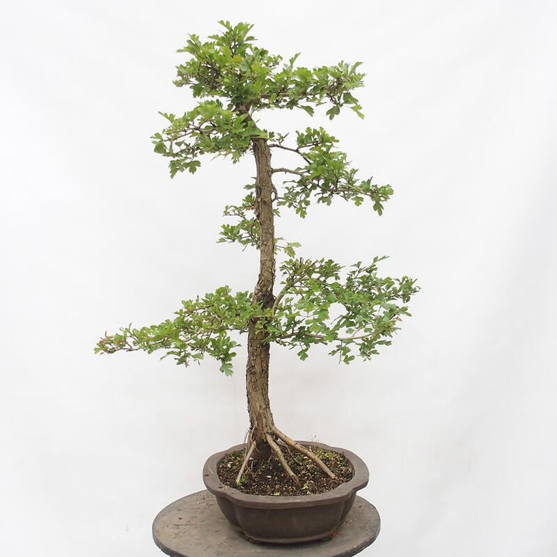 Bonsai zewnętrzne - Głóg - Crataegus monogyna