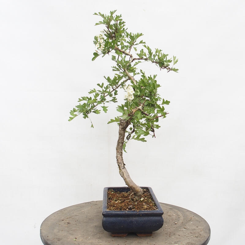 Bonsai zewnętrzne - Głóg - Crataegus monogyna