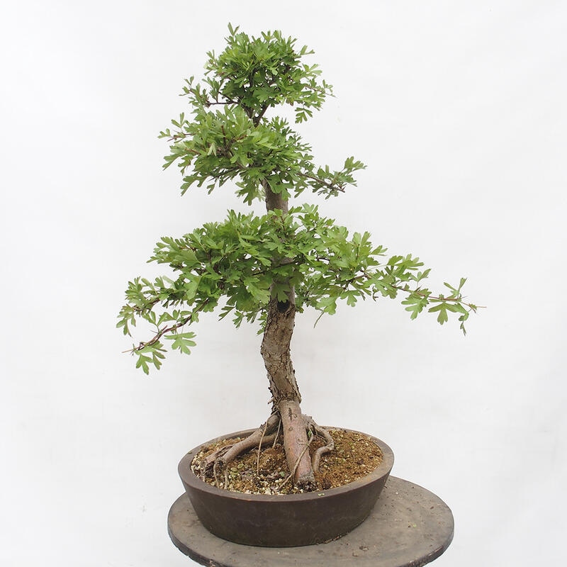 Bonsai zewnętrzne - Głóg - Crataegus monogyna