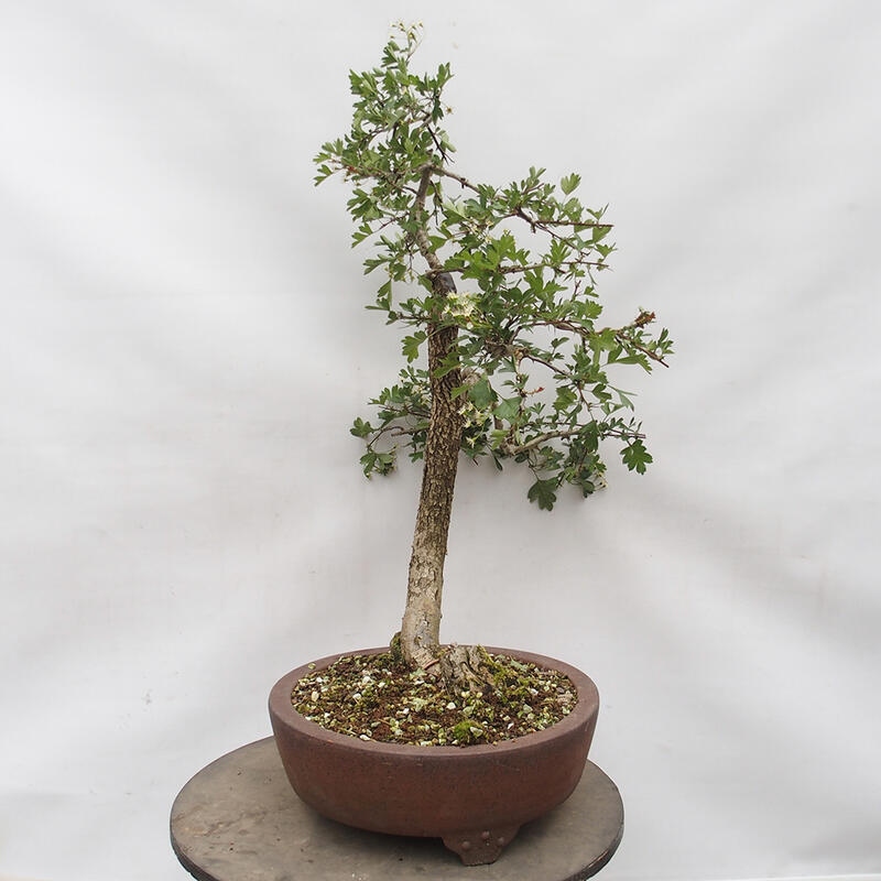 Bonsai zewnętrzne - Głóg - Crataegus monogyna