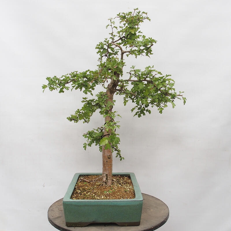 Bonsai zewnętrzne - Głóg - Crataegus monogyna