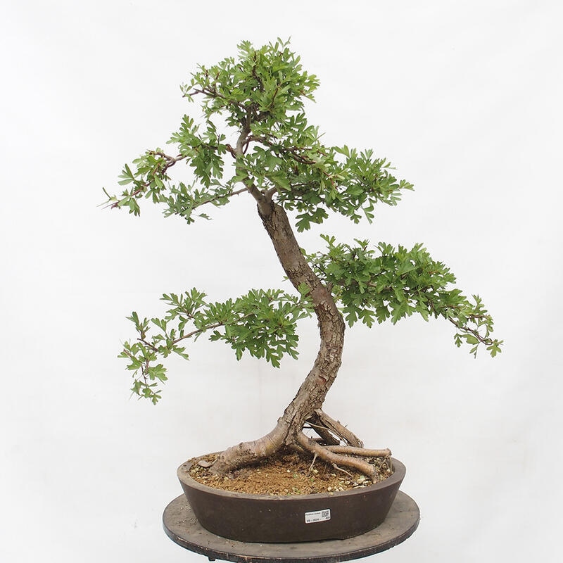 Bonsai zewnętrzne - Głóg - Crataegus monogyna