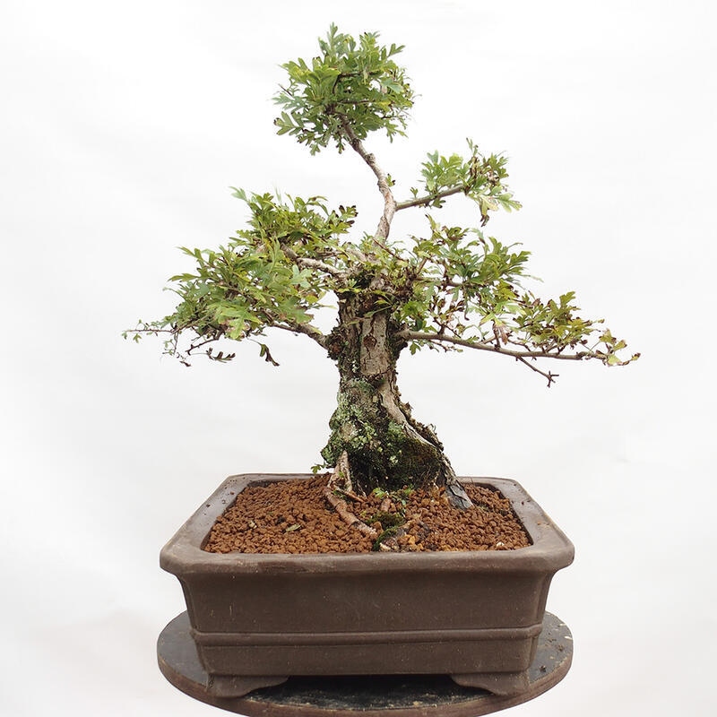 Bonsai zewnętrzne - Głóg - Crataegus monogyna