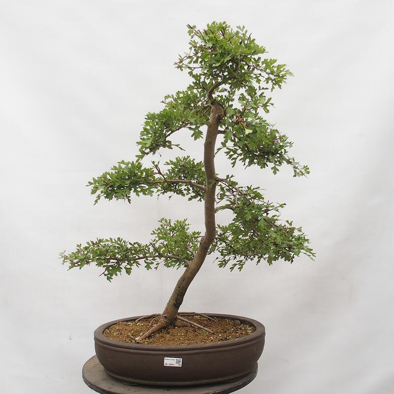 Bonsai zewnętrzne - Głóg - Crataegus monogyna