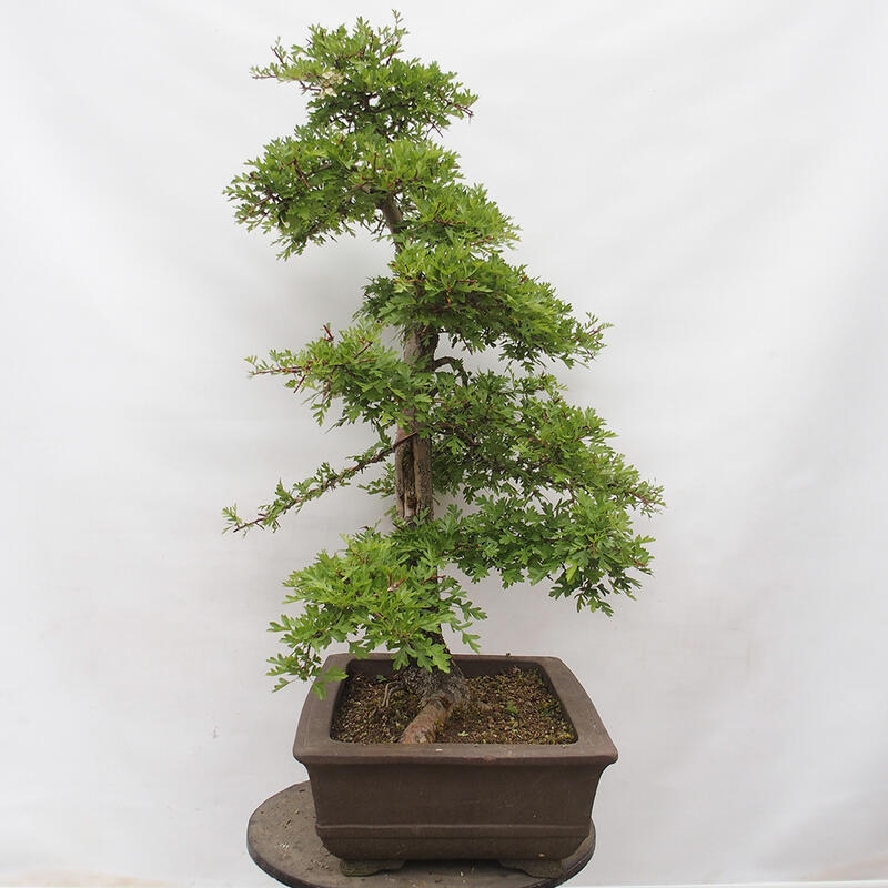 Bonsai zewnętrzne - Głóg - Crataegus monogyna