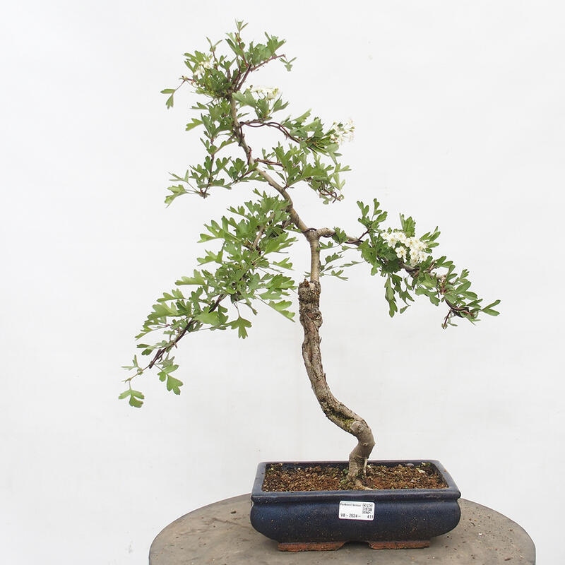 Bonsai zewnętrzne - Głóg - Crataegus monogyna