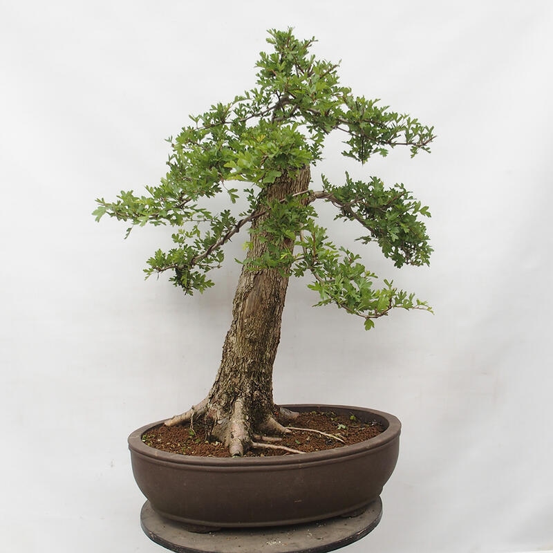 Bonsai zewnętrzne - Głóg - Crataegus monogyna