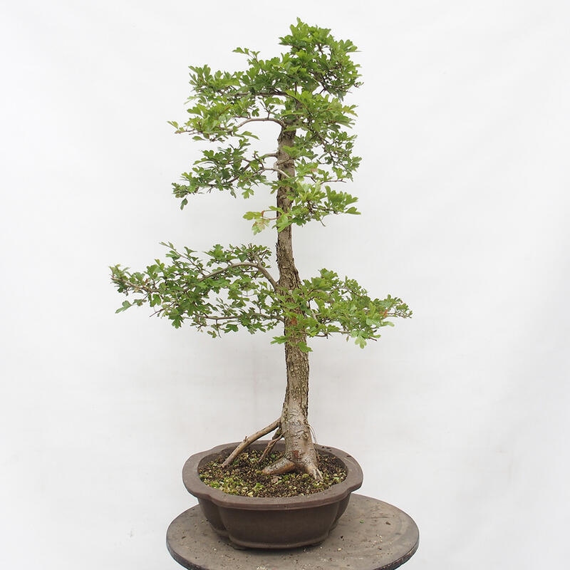 Bonsai zewnętrzne - Głóg - Crataegus monogyna