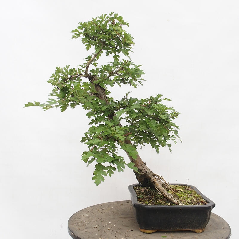 Bonsai zewnętrzne - Głóg - Crataegus monogyna