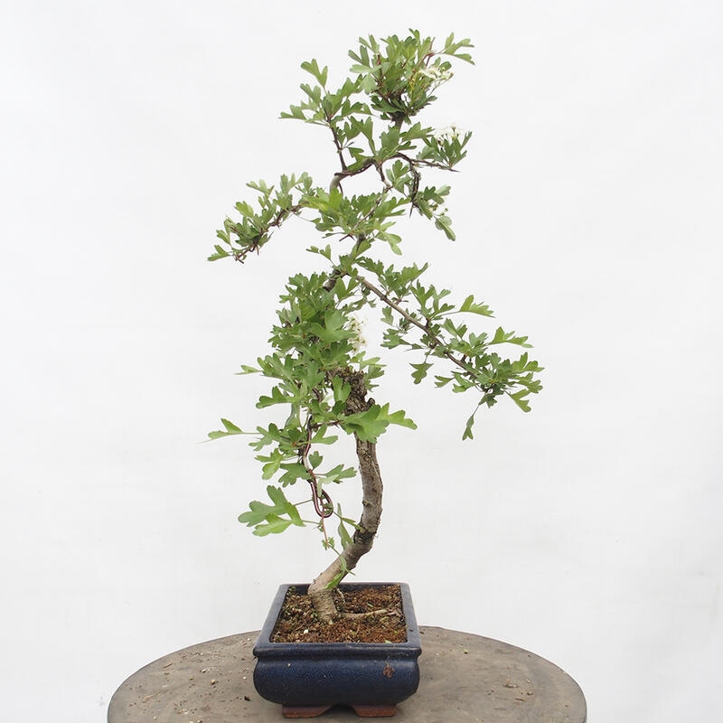 Bonsai zewnętrzne - Głóg - Crataegus monogyna