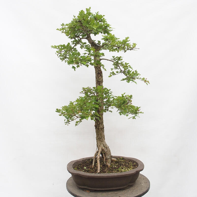 Bonsai zewnętrzne - Głóg - Crataegus monogyna