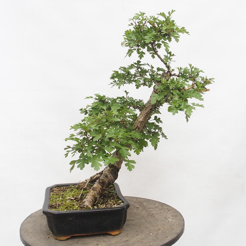 Bonsai zewnętrzne - Głóg - Crataegus monogyna