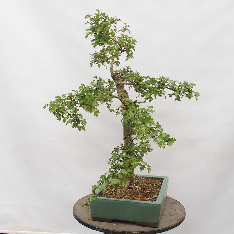 Bonsai zewnętrzne - Głóg - Crataegus monogyna