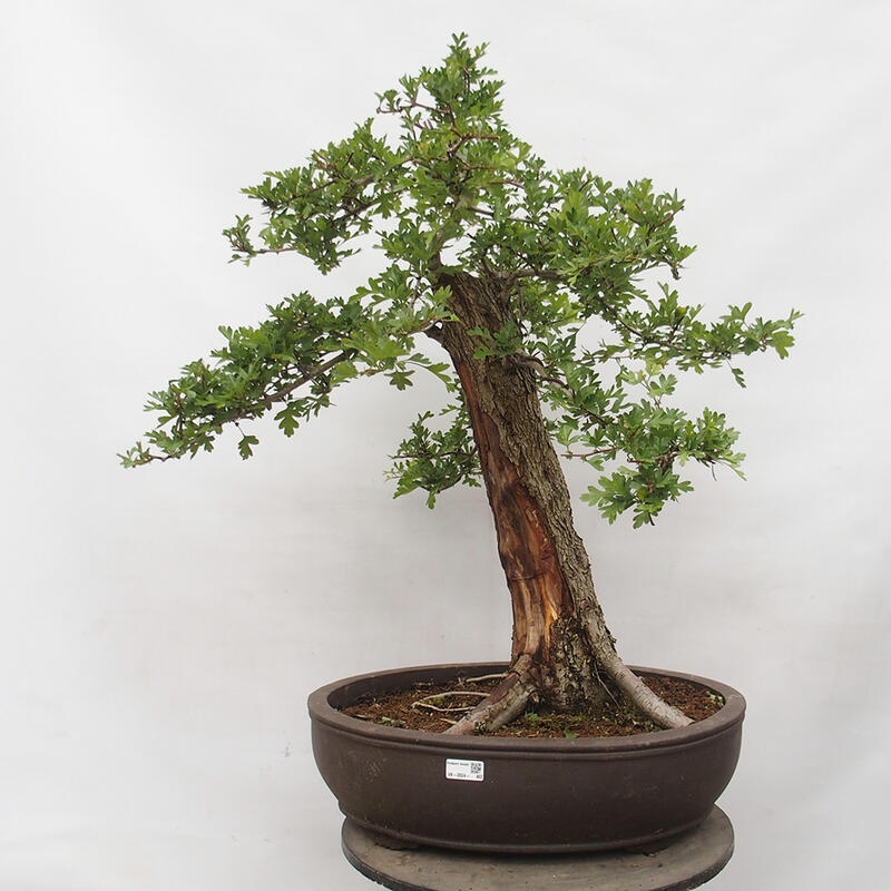 Bonsai zewnętrzne - Głóg - Crataegus monogyna