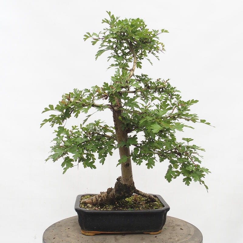 Bonsai zewnętrzne - Głóg - Crataegus monogyna