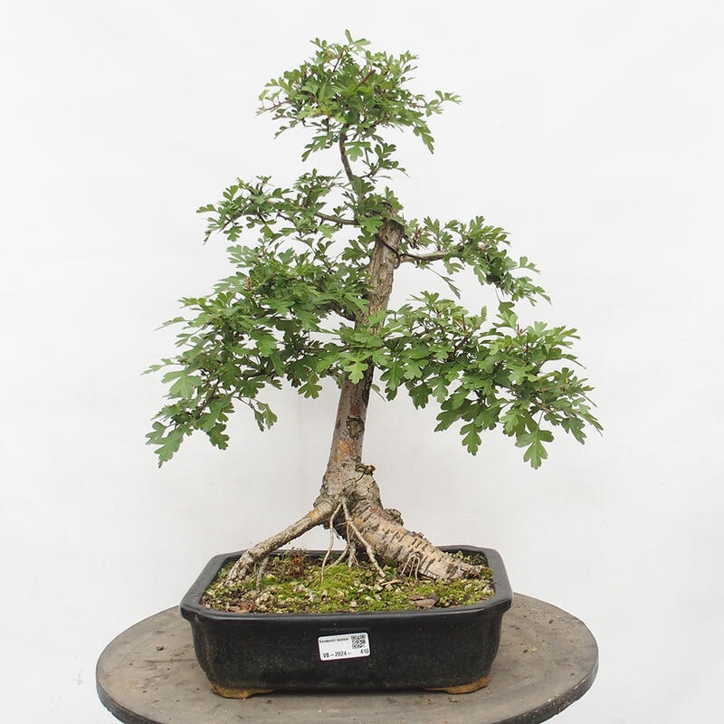 Bonsai zewnętrzne - Głóg - Crataegus monogyna