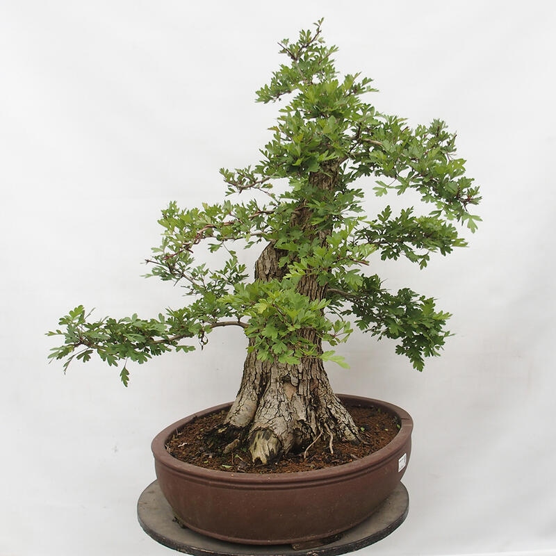 Bonsai zewnętrzne - Głóg - Crataegus monogyna