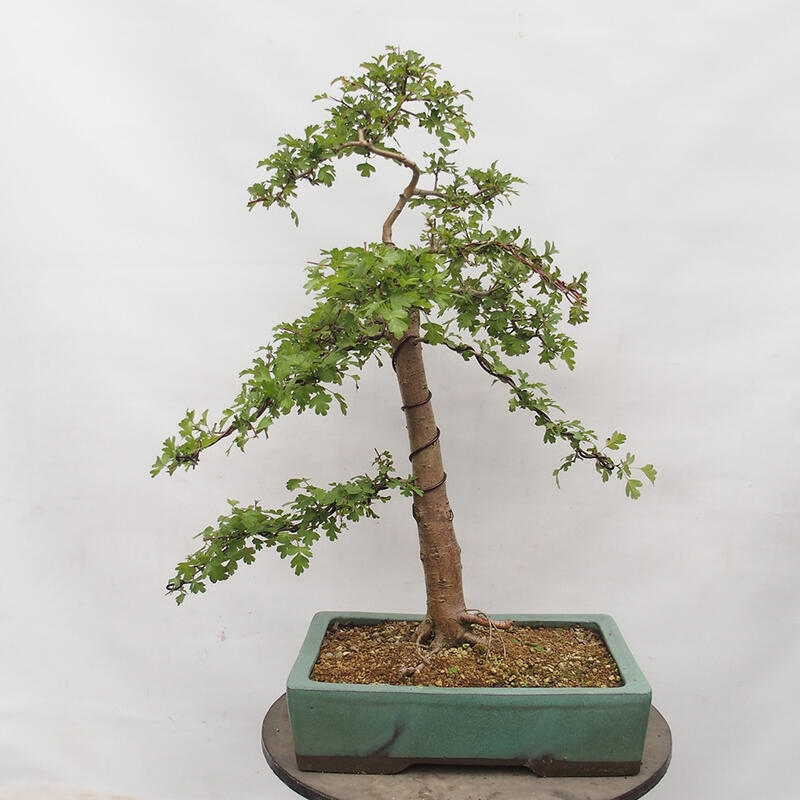 Bonsai zewnętrzne - Głóg - Crataegus monogyna