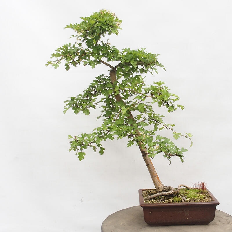 Bonsai zewnętrzne - Głóg - Crataegus monogyna