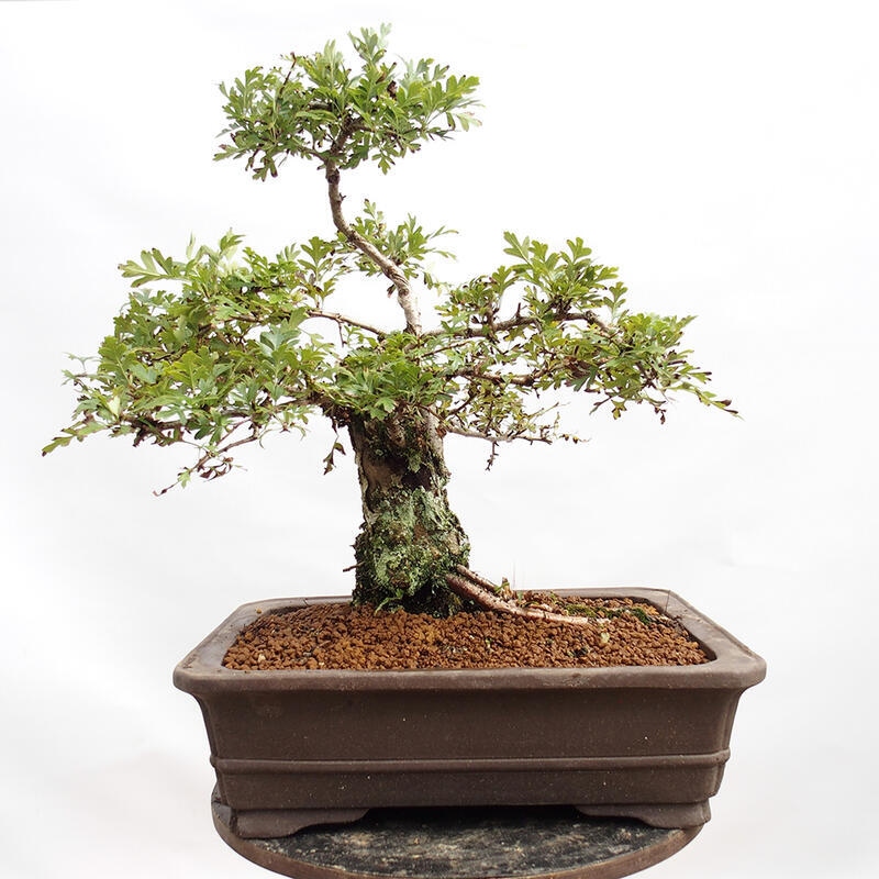 Bonsai zewnętrzne - Głóg - Crataegus monogyna