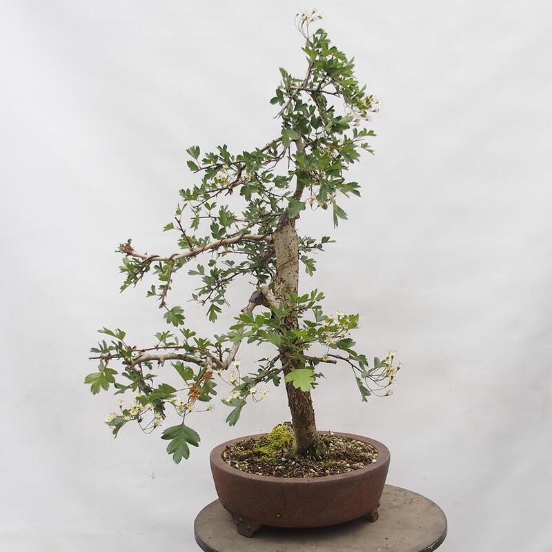 Bonsai zewnętrzne - Głóg - Crataegus monogyna