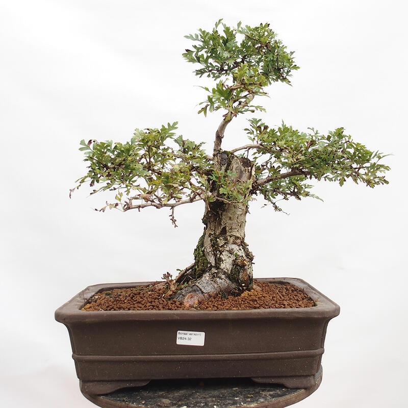 Bonsai zewnętrzne - Głóg - Crataegus monogyna