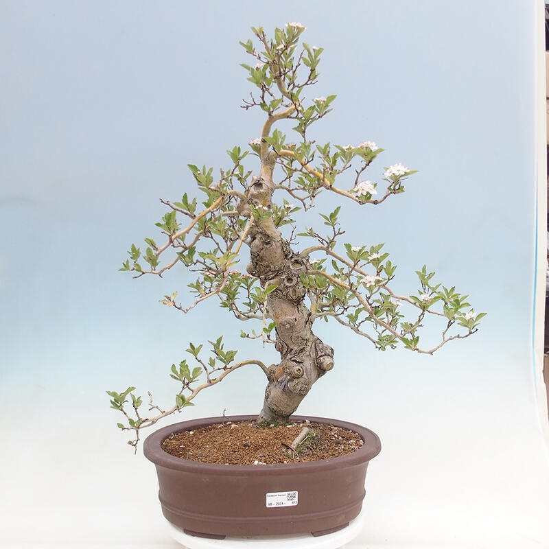 Outdoor bonsai - głóg - Crataegus cuneata