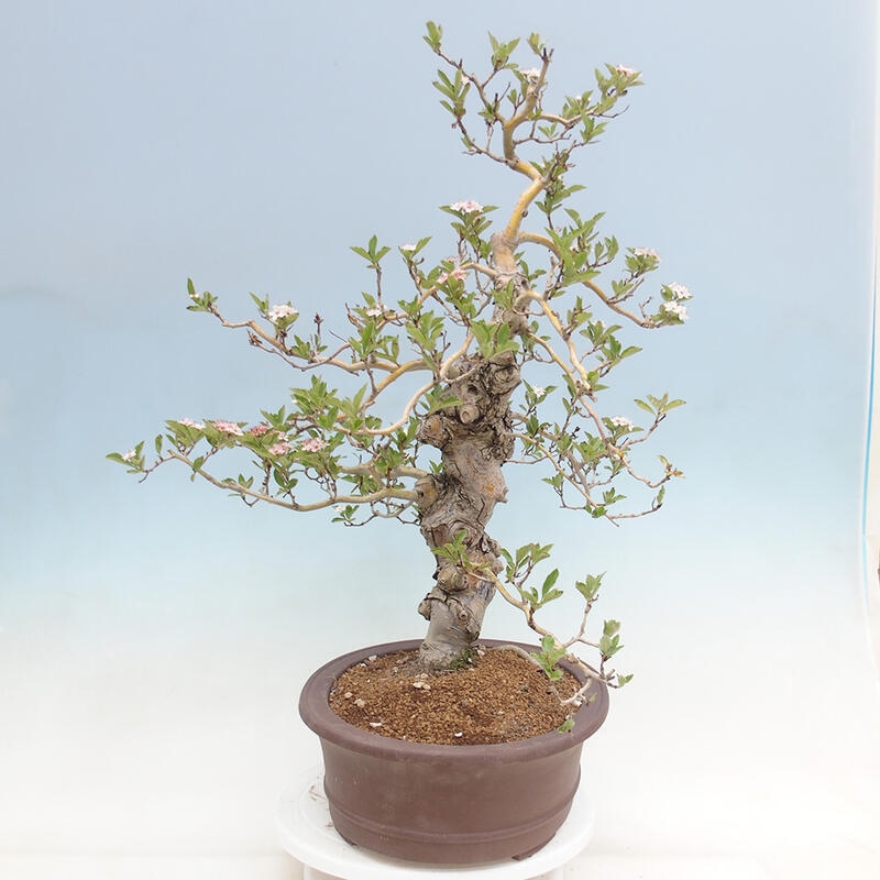 Outdoor bonsai - głóg - Crataegus cuneata