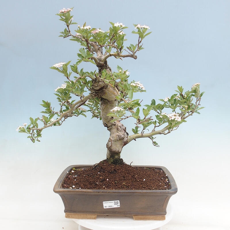 Outdoor bonsai - głóg - Crataegus cuneata