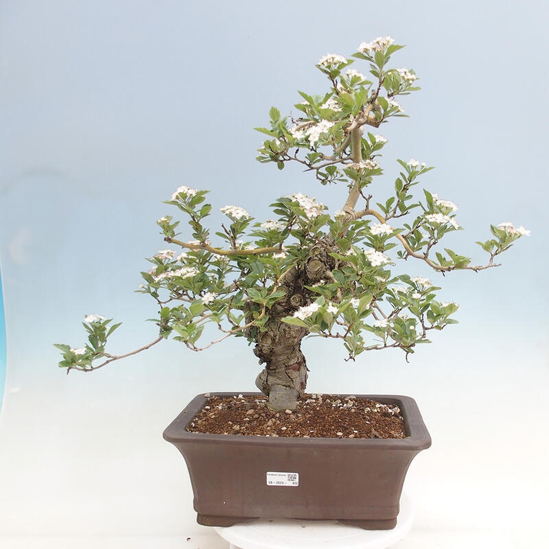 Outdoor bonsai - głóg - Crataegus cuneata