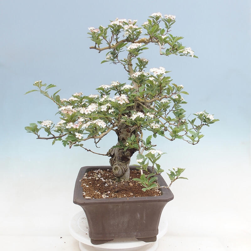 Outdoor bonsai - głóg - Crataegus cuneata