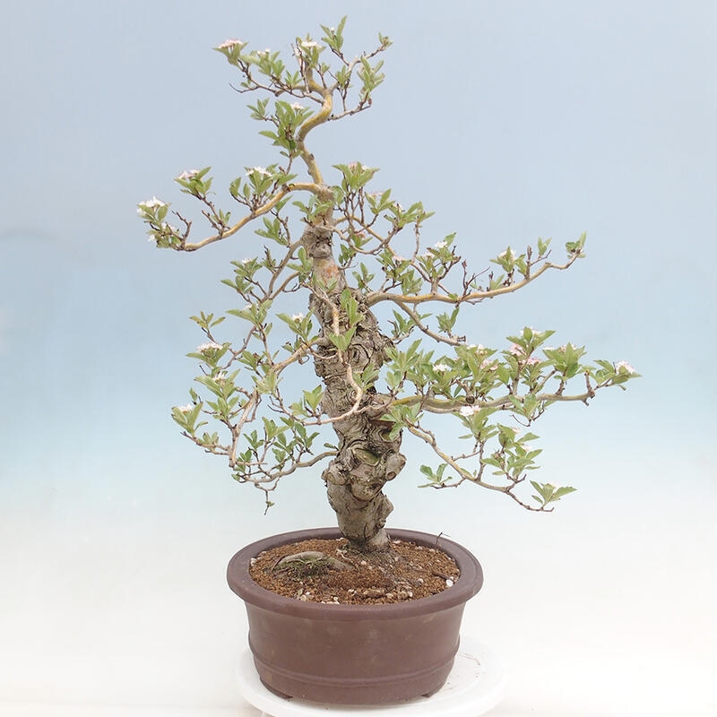 Outdoor bonsai - głóg - Crataegus cuneata