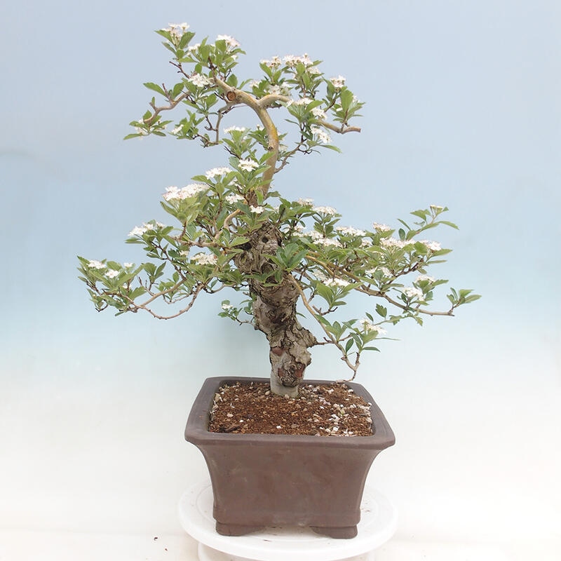 Outdoor bonsai - głóg - Crataegus cuneata