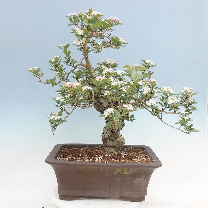 Outdoor bonsai - głóg - Crataegus cuneata