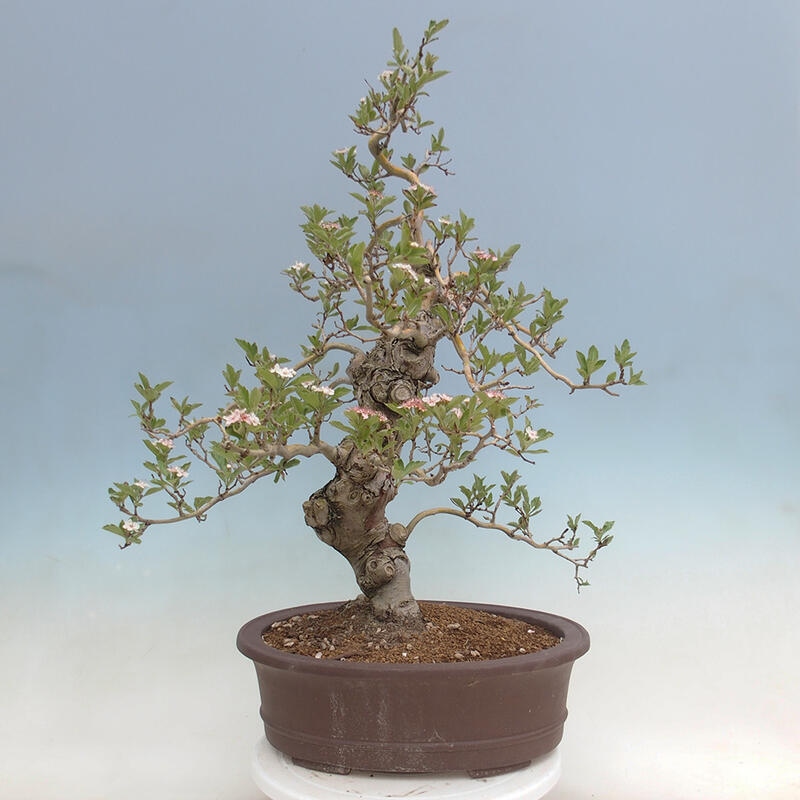 Outdoor bonsai - głóg - Crataegus cuneata