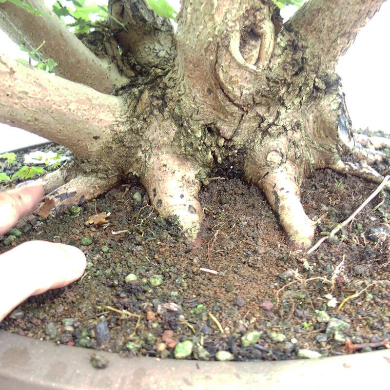 Bonsai zewnętrzne - Klon dziecięcy - Acer campestre