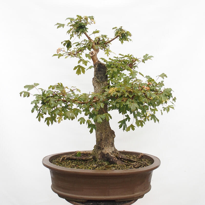 Bonsai zewnętrzne - Klon dziecięcy - Acer campestre