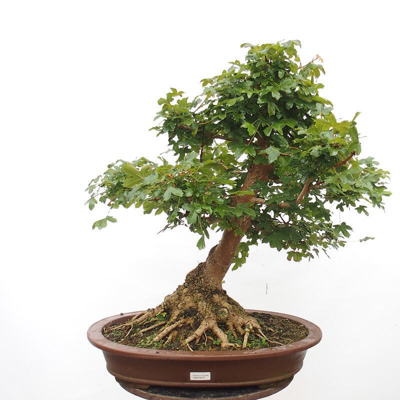 Bonsai zewnętrzne - Klon dziecięcy - Acer campestre