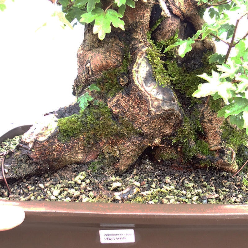 Bonsai zewnętrzne - Klon dziecięcy - Acer campestre