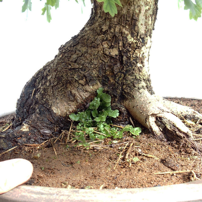 Bonsai zewnętrzne - Klon dziecięcy - Acer campestre