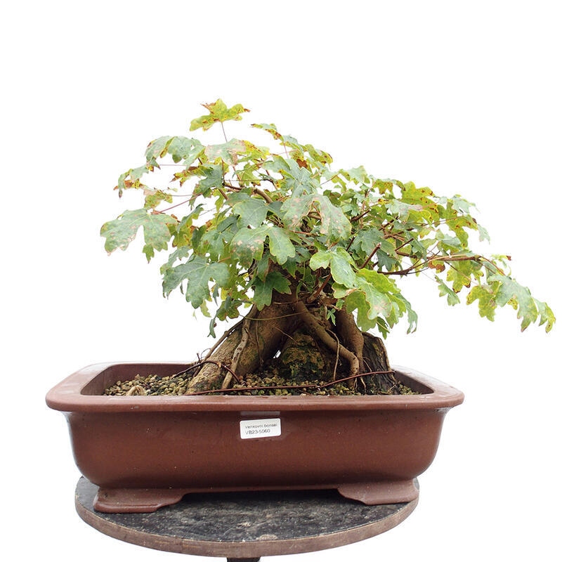 Bonsai zewnętrzne - Klon dziecięcy - Acer campestre