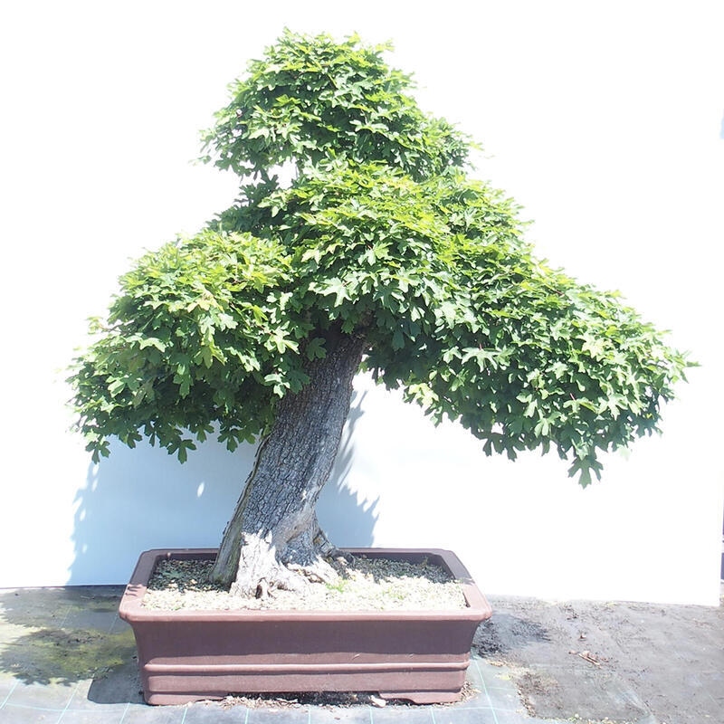 Bonsai zewnętrzne - Klon dziecięcy - Acer campestre