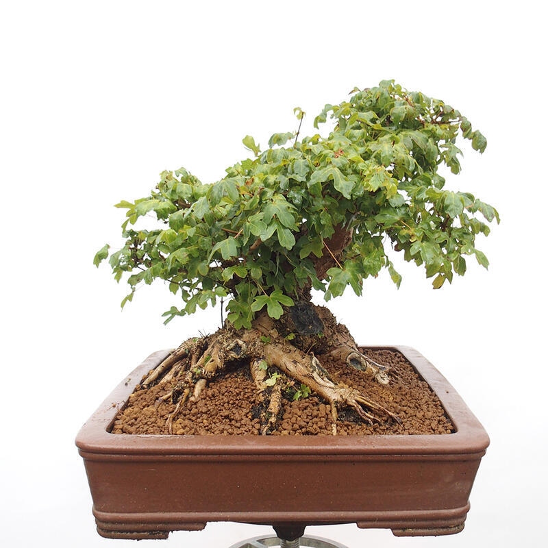 Bonsai zewnętrzne - Klon dziecięcy - Acer campestre