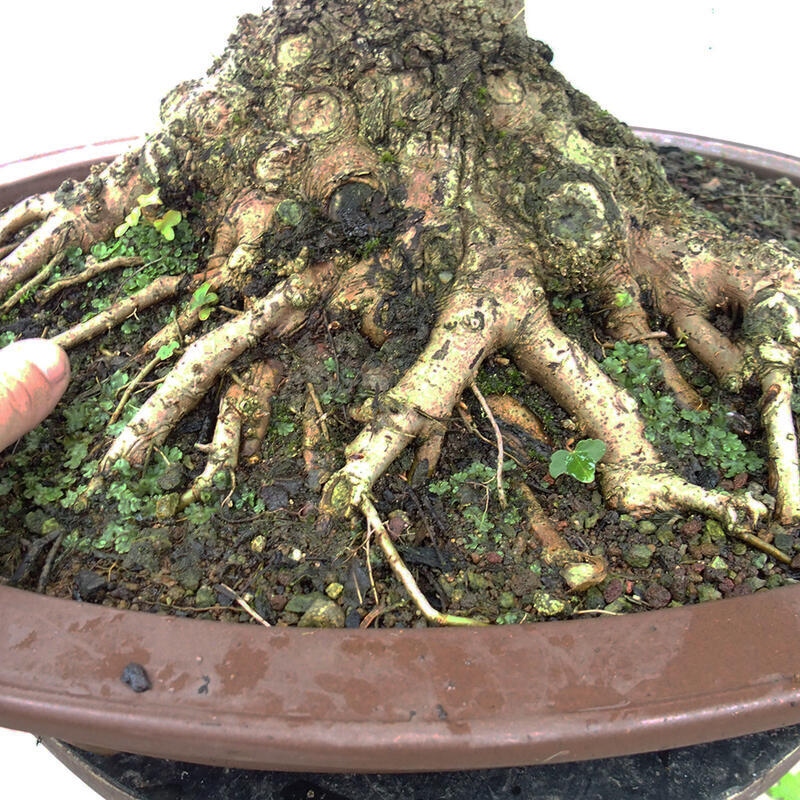 Bonsai zewnętrzne - Klon dziecięcy - Acer campestre