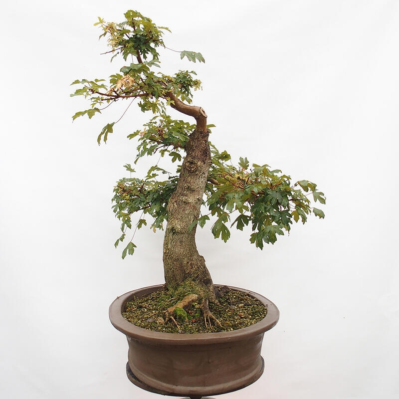 Bonsai zewnętrzne - Klon dziecięcy - Acer campestre