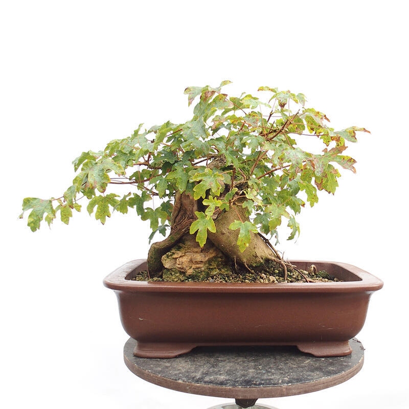 Bonsai zewnętrzne - Klon dziecięcy - Acer campestre