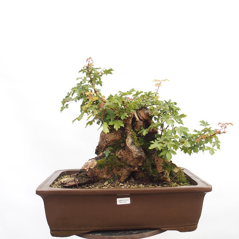 Bonsai zewnętrzne - Klon dziecięcy - Acer campestre