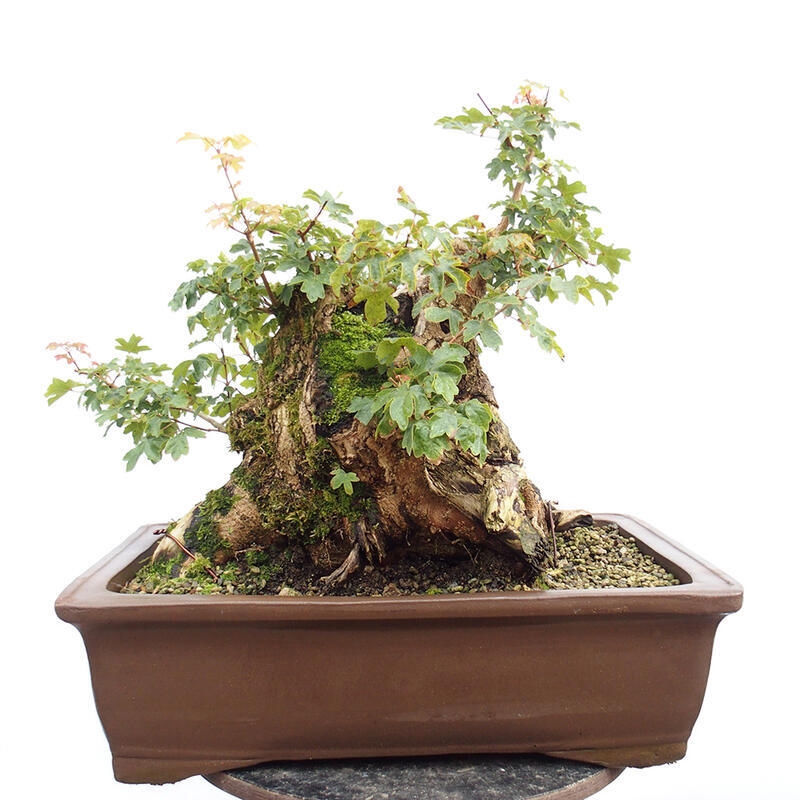 Bonsai zewnętrzne - Klon dziecięcy - Acer campestre